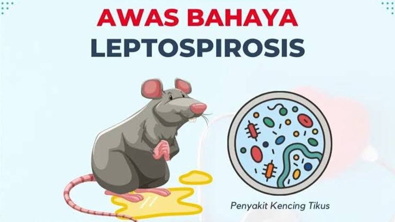 Leptospirosis – Tanda-tanda dan Pencegahan dari PAFI Slawi